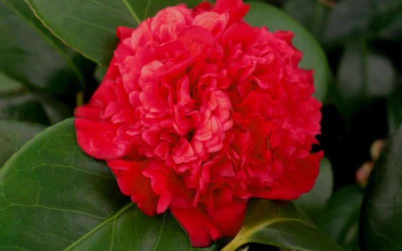 Professor Sargent Camellia Japonica - 6 Pack Of 1 Gallon Pots - Image 5