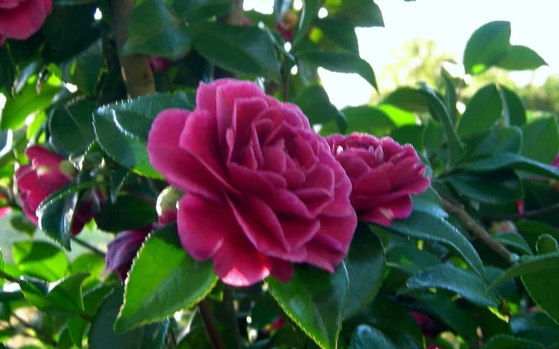 Purple Haze Camellia- 2 Gallon Pot - Image 5