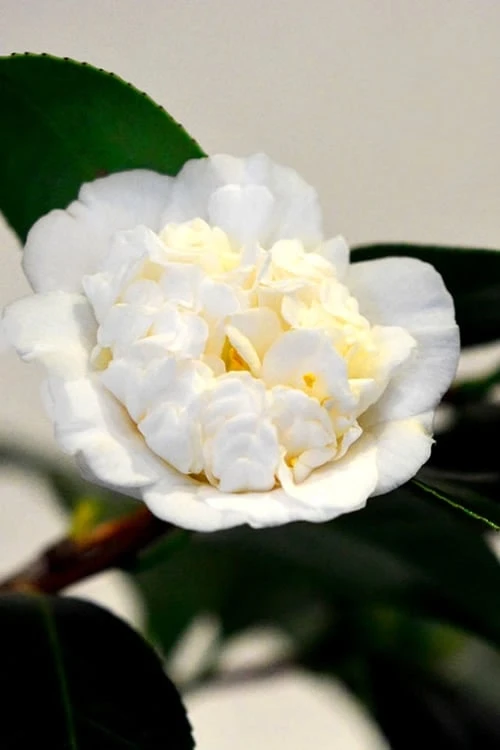 Shiro Karako White Camellia Rusticana - 3 Gallon Pot - Image 4