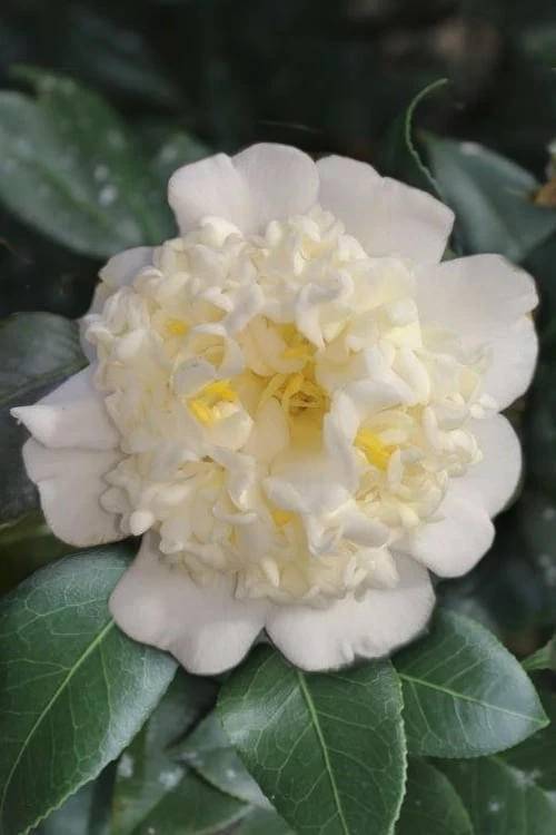 Shiro Karako White Camellia Rusticana - 3 Gallon Pot