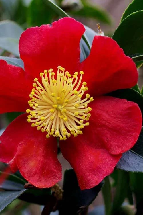 Yuletide Camellia Sasanqua - 1 Gallon Pot - Image 8