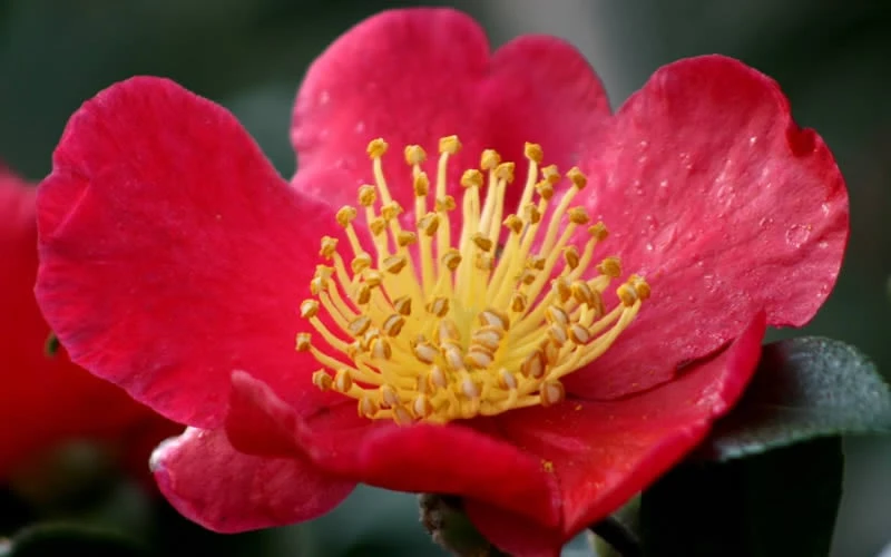 Yuletide Camellia Sasanqua - 1 Gallon Pot - Image 7