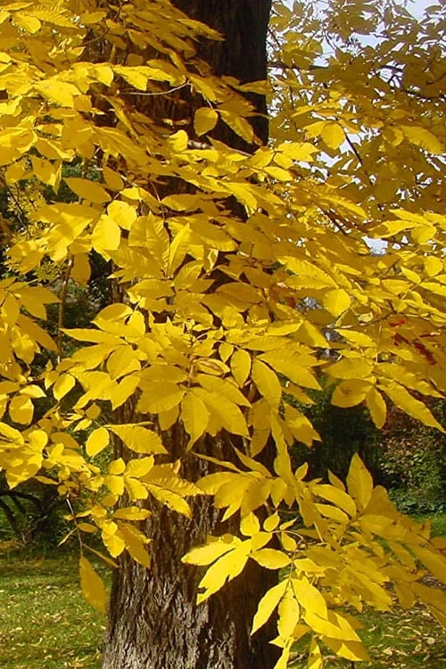 Hardy Pecan Tree (Carya Illinoinensis) - 3 Gallon Pot - Image 7