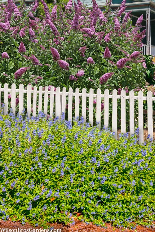 Beekeeper Blue Mist Shrub (Caryopteris) - 3 Gallon Pot - Image 7