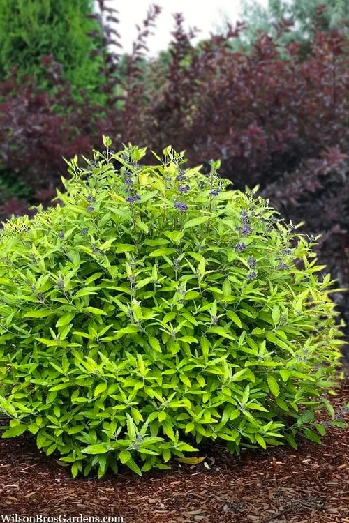 Beekeeper Blue Mist Shrub (Caryopteris) - 3 Gallon Pot - Image 5