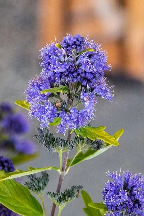 Beekeeper Blue Mist Shrub (Caryopteris) - 3 Gallon Pot - Image 4