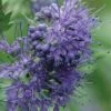 Longwood Blue Blue Mist Shrub (Caryopteris) - 1 Gallon Pot