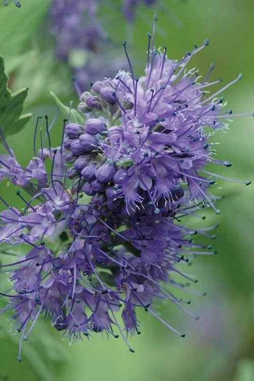 Longwood Blue Blue Mist Shrub (Caryopteris) - 1 Gallon Pot