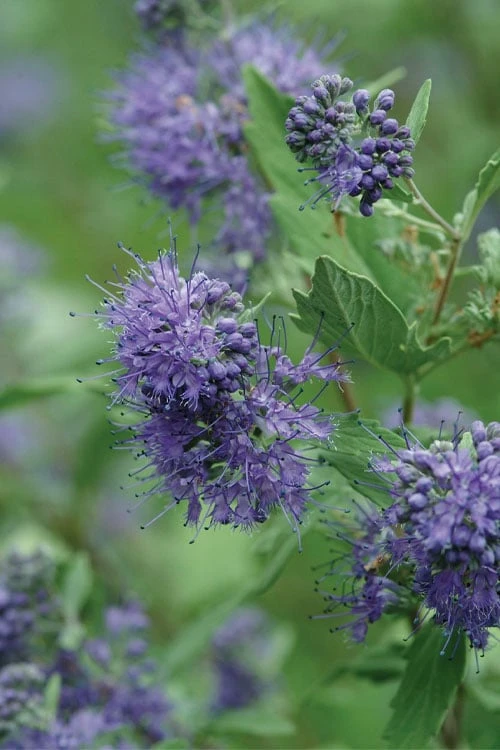 Longwood Blue Blue Mist Shrub (Caryopteris) - 1 Gallon Pot - Image 5
