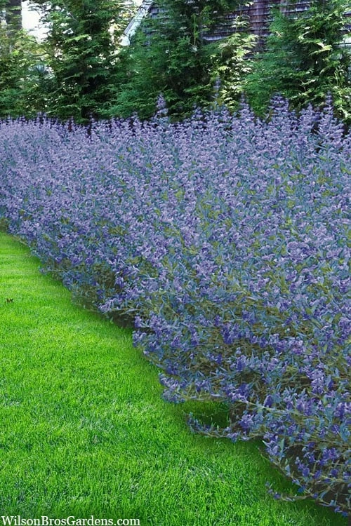Longwood Blue Blue Mist Shrub (Caryopteris) - 1 Gallon Pot - Image 4