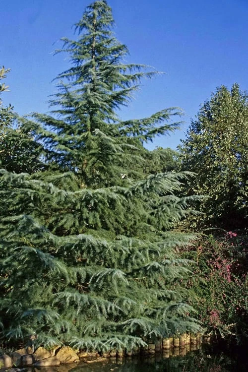 Deodar Cedar - 5 Gallon Pot (4-5') - Image 5
