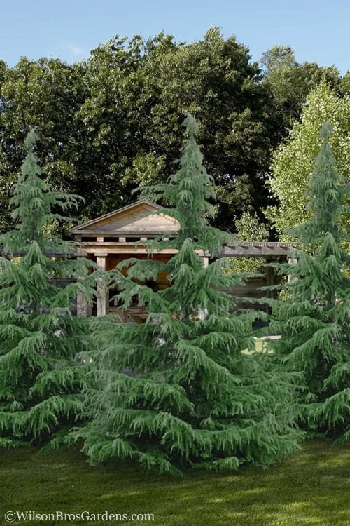 Deodar Cedar - 5 Gallon Pot (4-5') - Image 4