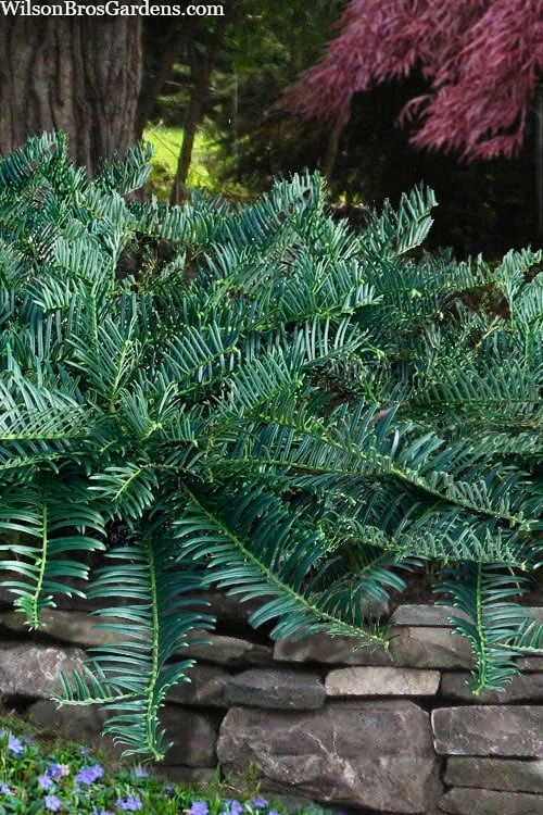 Creeping Japanese Plum Yew (Cephalotaxus Harringtonia 'Prostrata') - 1 Gallon Pot