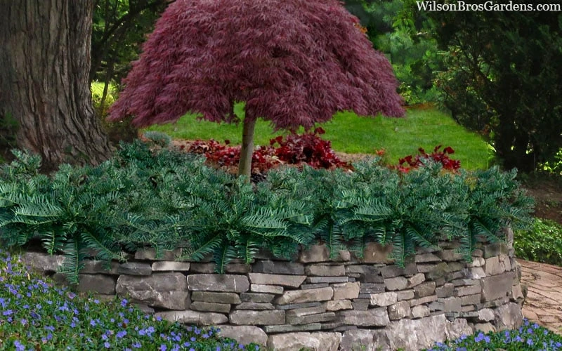 Creeping Japanese Plum Yew (Cephalotaxus Harringtonia 'Prostrata') - 7 Gallon Pot - Image 4