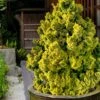 Golden Dwarf Hinoki Cypress - Chamaecyparis Obtusa 'Nana Lutea' - 3 Gallon Pot