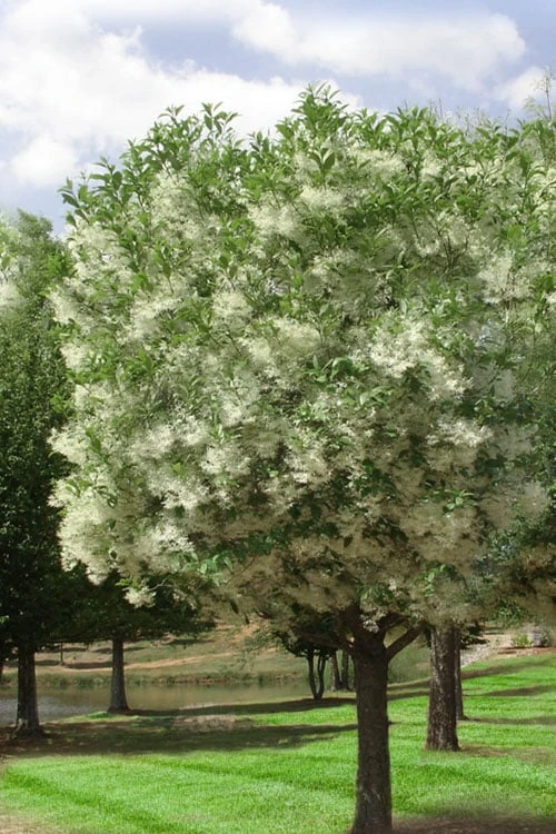 Grancy Graybeard - White Fringe Tree - 7 Gallon Pot (2-3') - Image 4