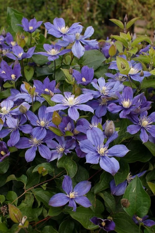 Arabella Clematis - 1 Gallon Pot - Image 9