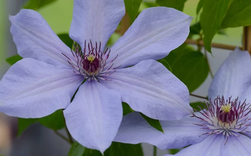 Bernadine Clematis - 1 Gallon Pot - Image 6