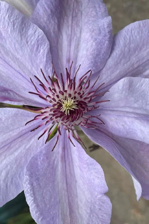 Bernadine Clematis - 1 Gallon Pot - Image 4