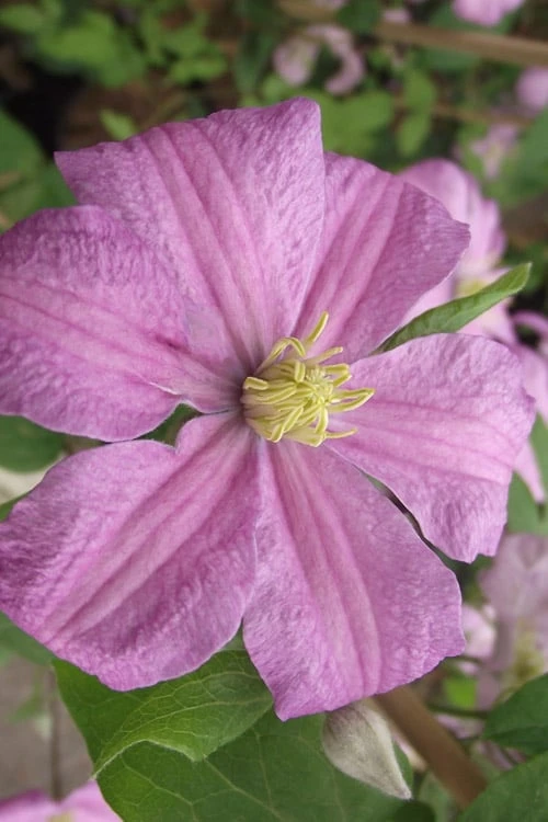 Comtesse De Bouchaud Clematis - 1 Gallon Pot - Image 6