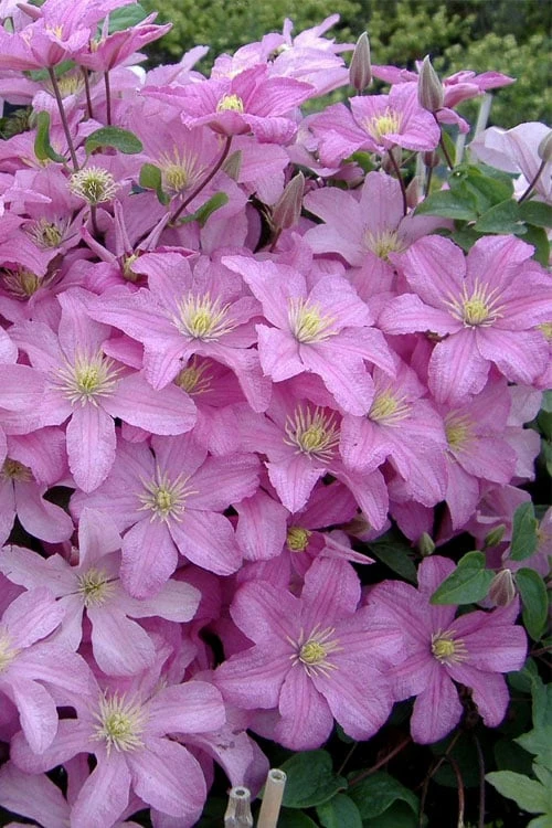 Comtesse De Bouchaud Clematis - 1 Gallon Pot - Image 4
