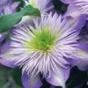 Crystal Fountain Clematis - 1 Gallon Pot
