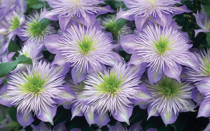 Crystal Fountain Clematis - 1 Gallon Pot - Image 5