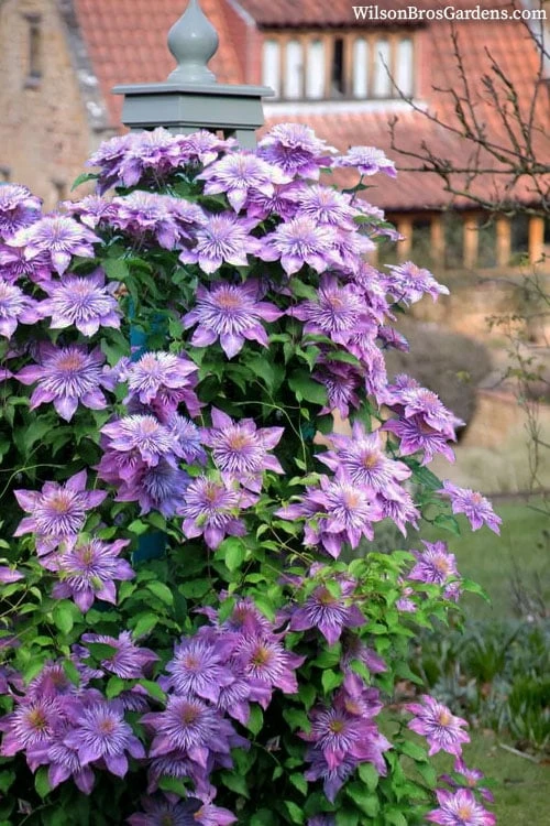 Crystal Fountain Clematis - 1 Gallon Pot - Image 4