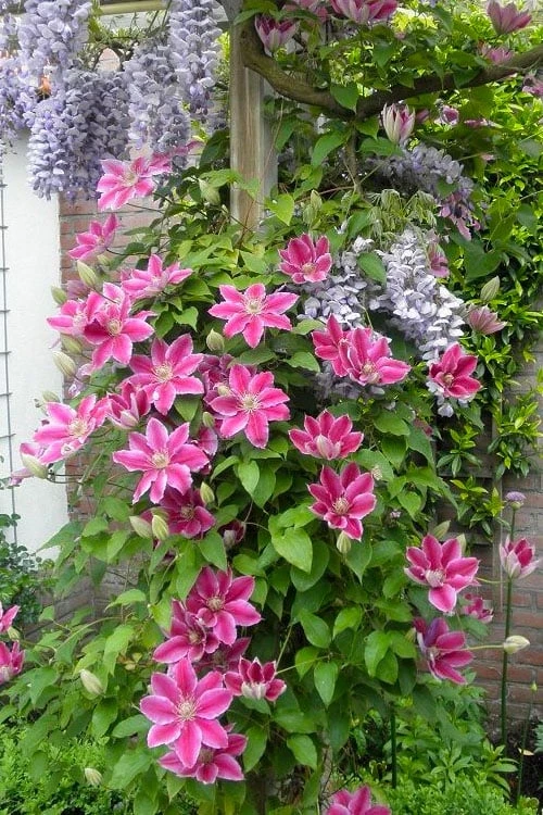 Dr. Ruppel Clematis - 1 Gallon Pot - Image 5