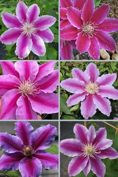 Dr. Ruppel Clematis - 1 Gallon Pot - Image 4
