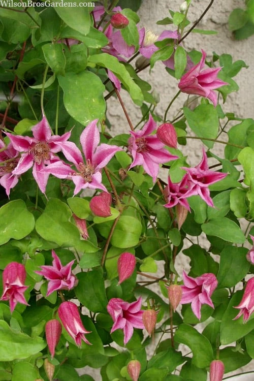 Duchess Of Albany Clematis - 1 Gallon Pot - Image 6