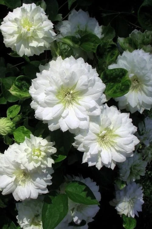 Duchess Of Edinburgh Clematis - 1 Gallon Pot - Image 4