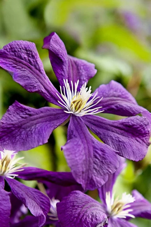 Etoile Violette Clematis - 1 Gallon Pot - Image 8