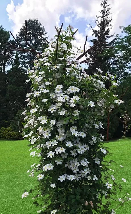 Huldine Clematis - 1 Gallon Pot - Image 7