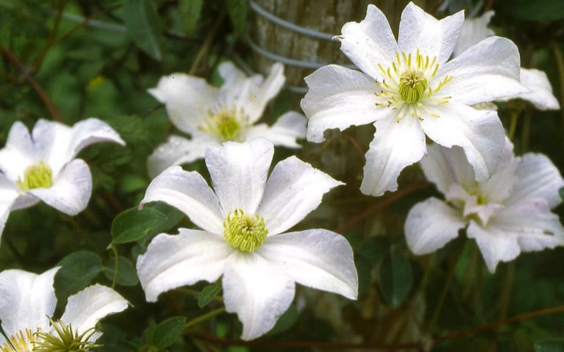 Huldine Clematis - 1 Gallon Pot - Image 8