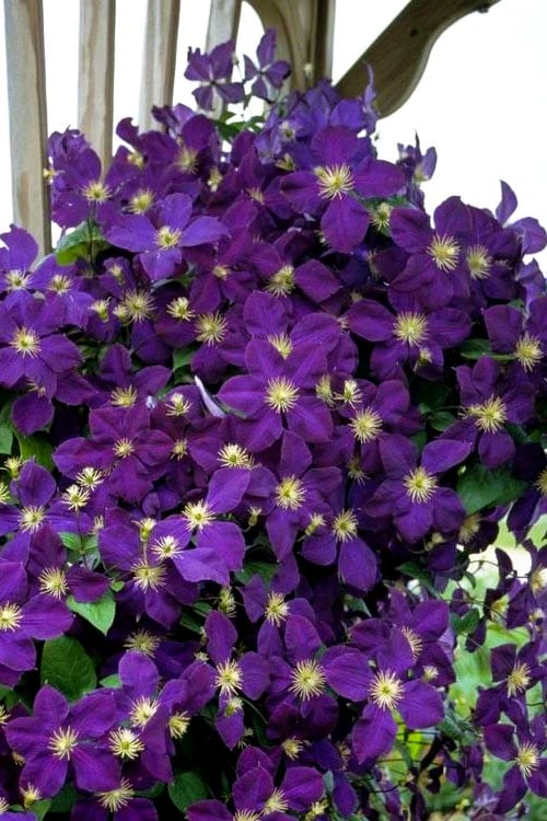 Jakmanii Purple Clematis - 1 Gallon Pot - Image 4