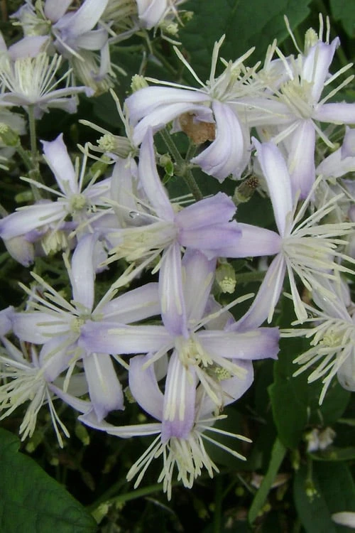 Mrs. Robert Brydon Clematis - 1 Gallon Pot - Image 6