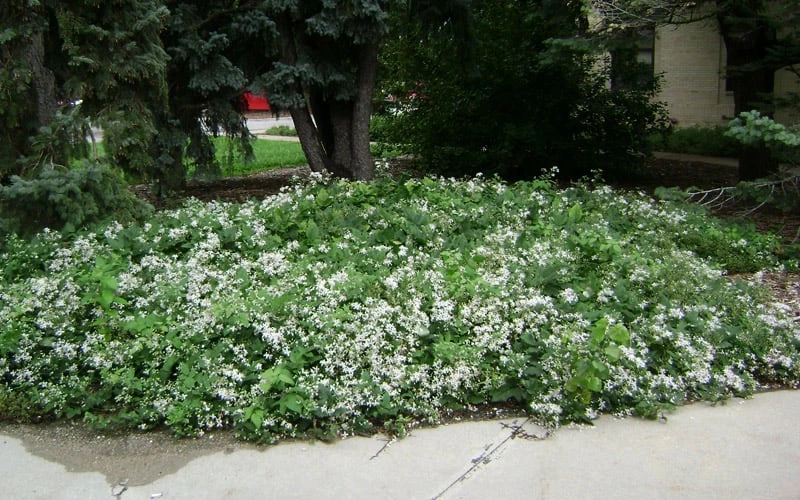 Mrs. Robert Brydon Clematis - 1 Gallon Pot - Image 5