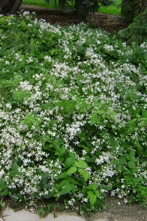 Mrs. Robert Brydon Clematis - 1 Gallon Pot - Image 7