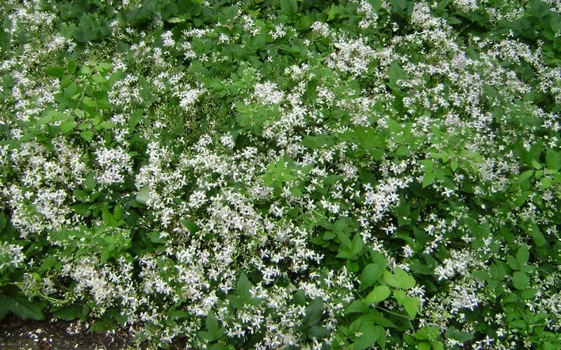 Mrs. Robert Brydon Clematis - 1 Gallon Pot - Image 10