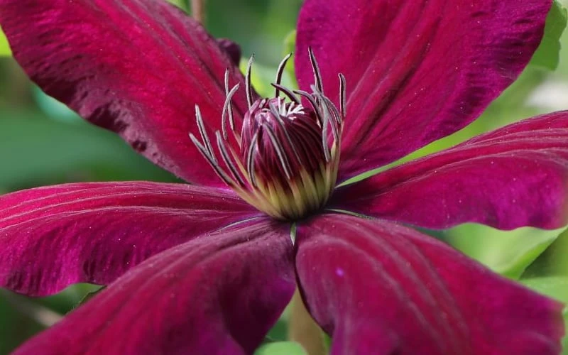 Niobe Clematis - 1 Gallon Pot - Image 4