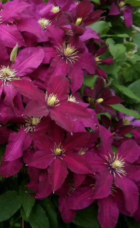 Niobe Clematis - 1 Gallon Pot - Image 5