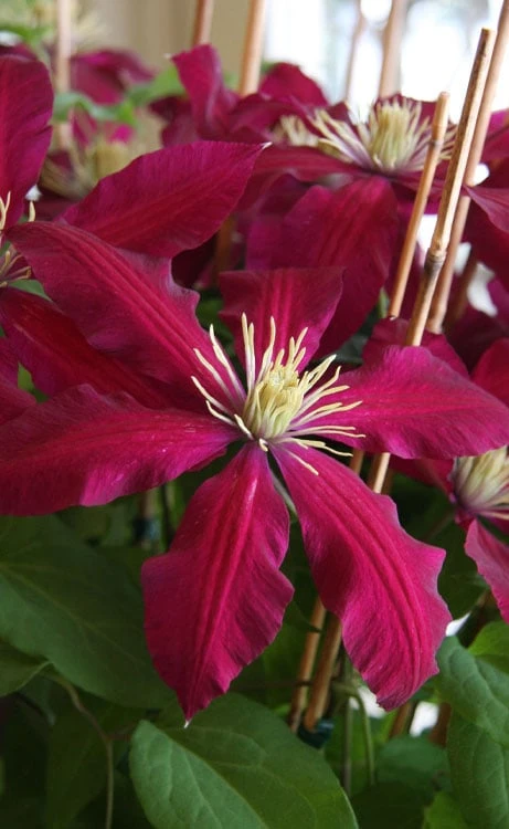 Niobe Clematis - 1 Gallon Pot