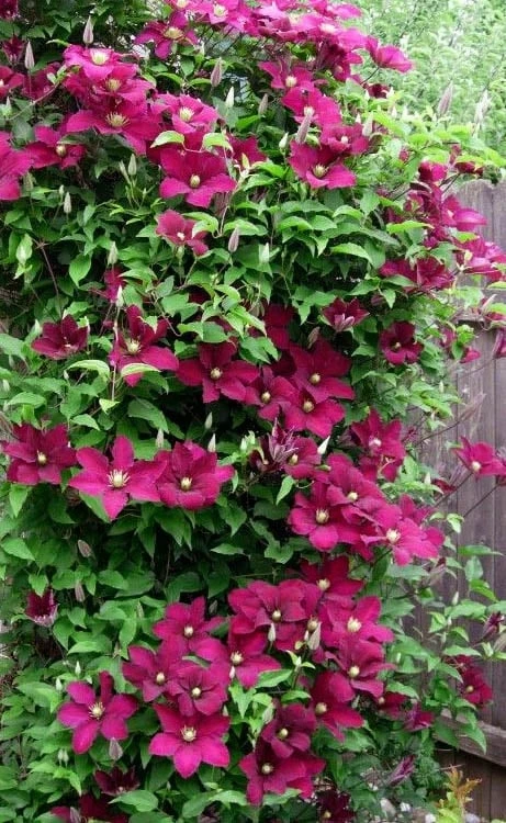 Niobe Clematis - 1 Gallon Pot - Image 6
