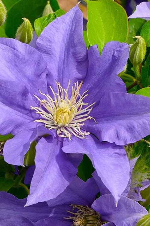 Olympia Clematis - 1 Gallon Pot - Image 6