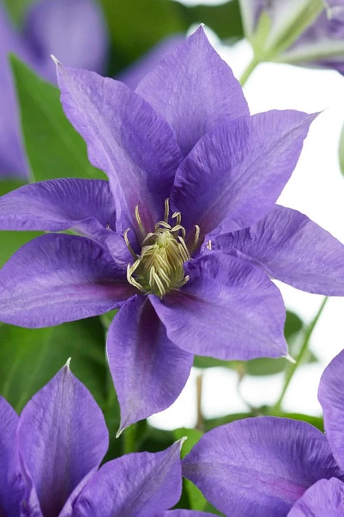 Olympia Clematis - 1 Gallon Pot