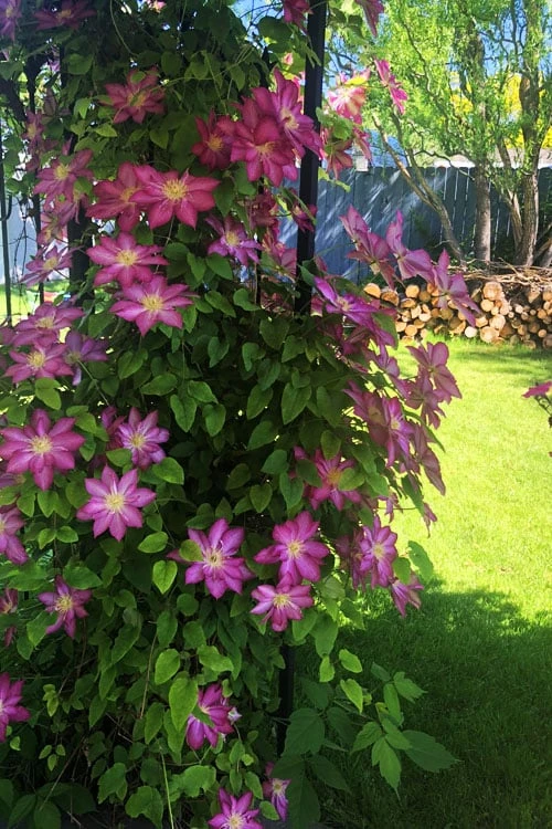 Pink Champagne Clematis - 1 Gallon Pot - Image 6