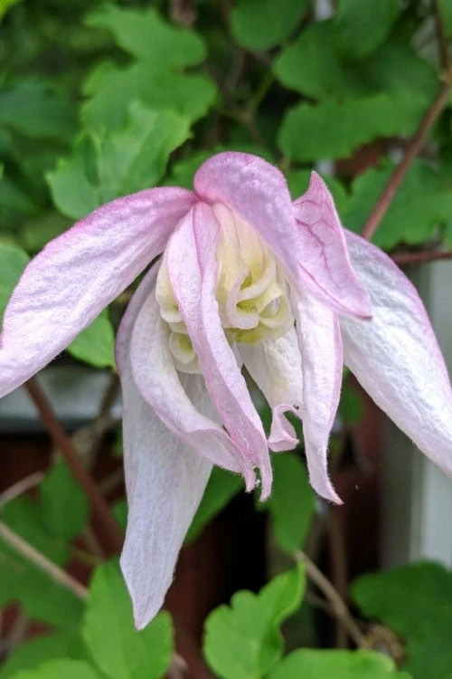 Pink Flamingo Clematis - 1 Gallon Pot - Image 5