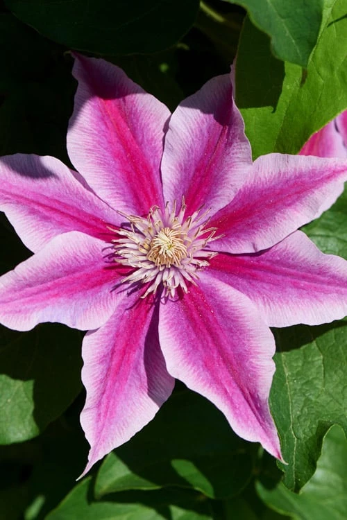 Poseidon Clematis - 1 Gallon Pot - Image 4