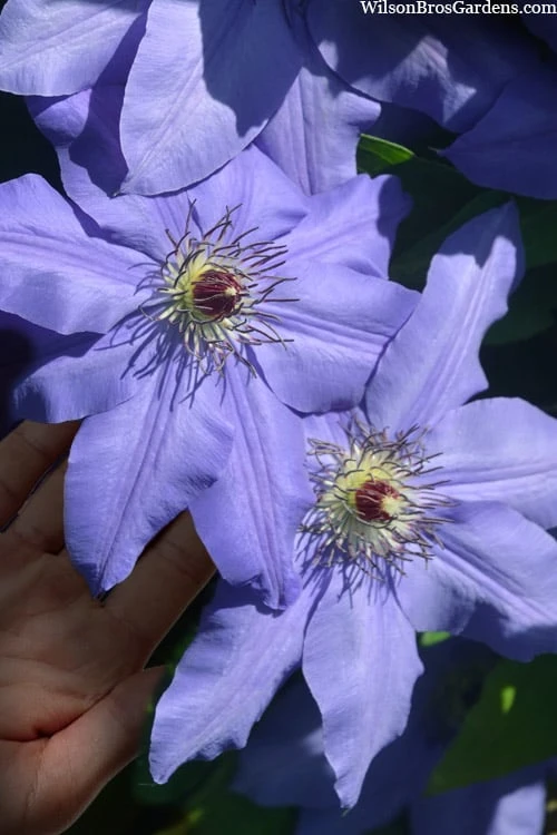 Ramona Clematis - 1 Gallon Pot - Image 5